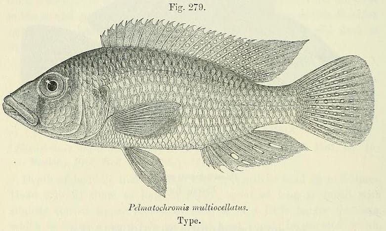 Zambezi bream, Victoria Falls (Wimup travel guide)
